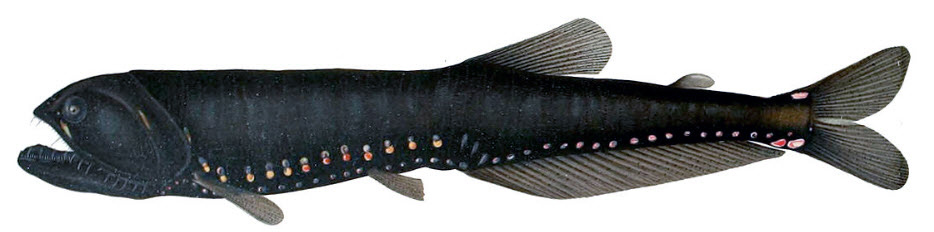 Gonostoma elongatum_04.jpg